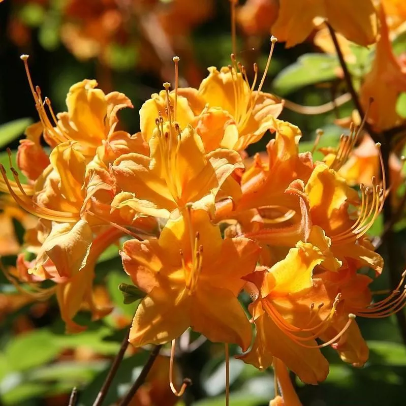 Aromi Sunrise Native Azalea