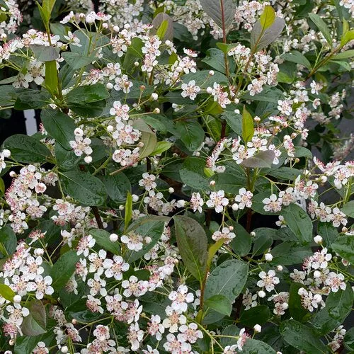 Aronia 'Lowscape Snowfire'