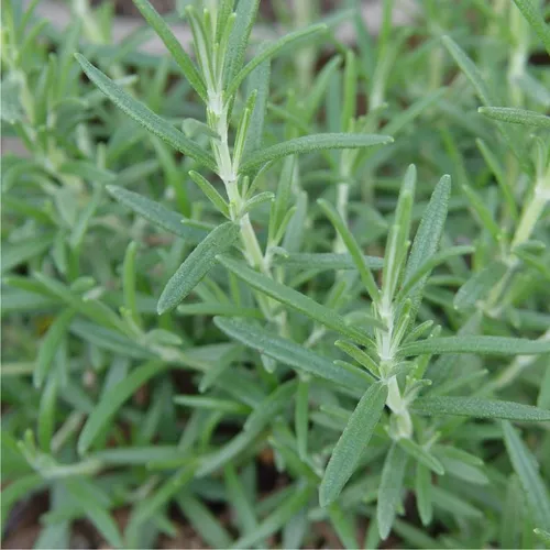 ARP Rosemary - Holiday