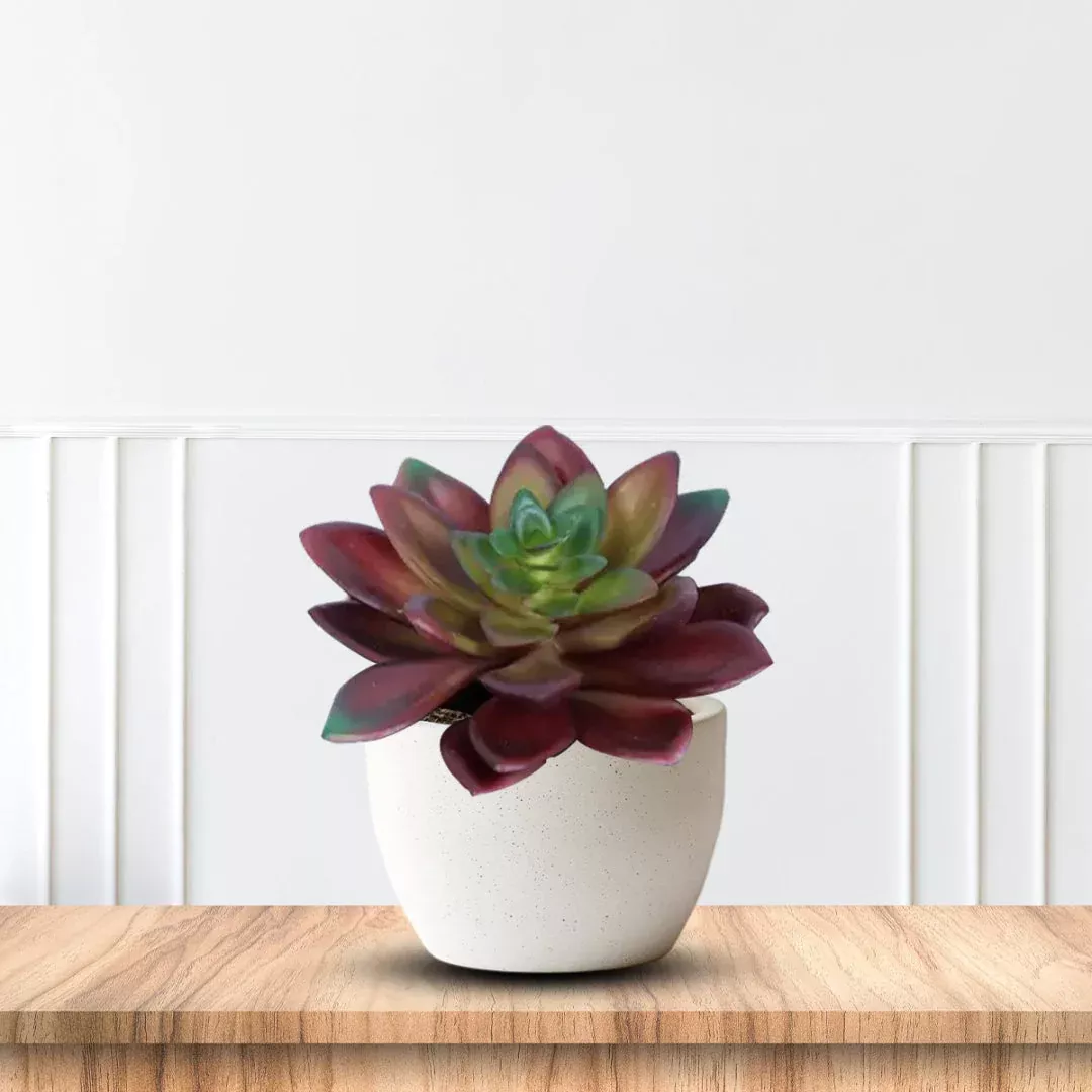 Artificial Succulent in Ceramic Pot – Class | Pixies Gardens