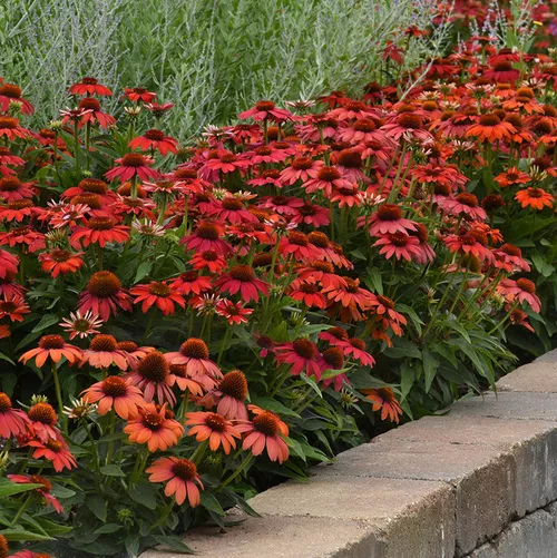 Artisan™ Red Ombre Coneflower