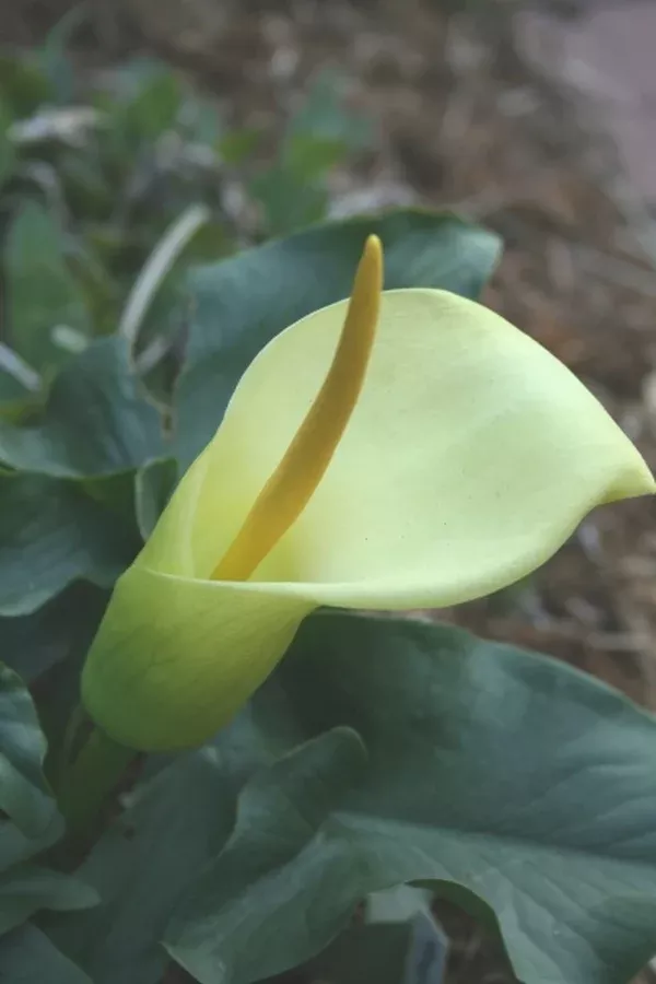 Arum creticum FCC Form