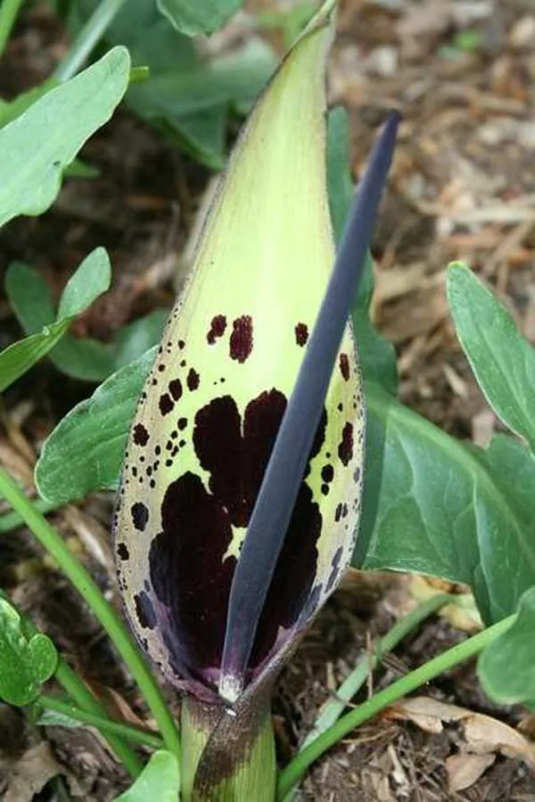 Arum dioscoridis var. cyprium