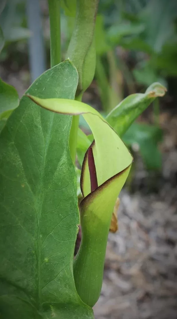 Arum hygrophilum