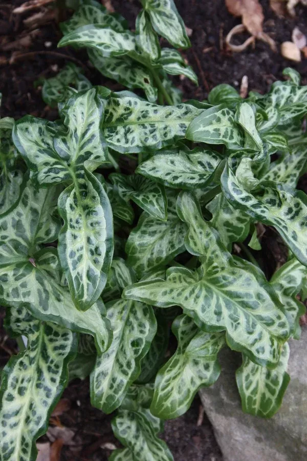 Arum italicum 'White Winter'
