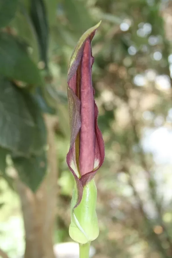 Arum rupicola var. virescens