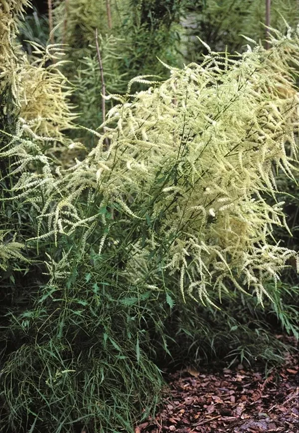 Aruncus dioicus 'Whirlwind'