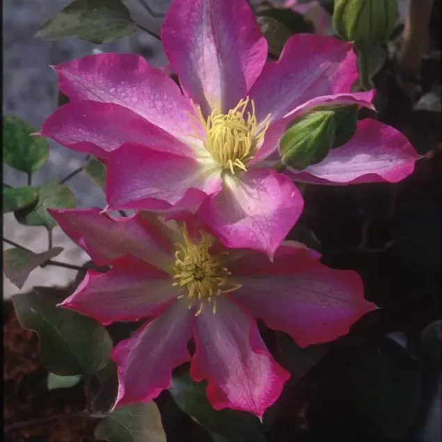Asao Clematis