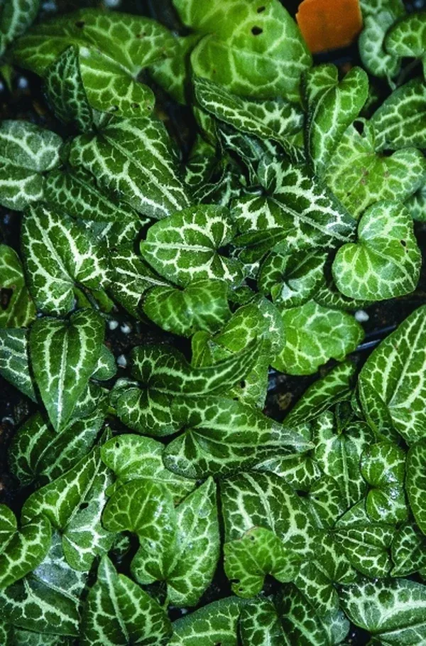 Asarum epigynum 'Silver Web'