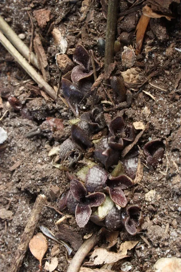 Asarum ichangense