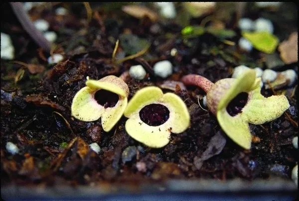 Asarum ikegamii