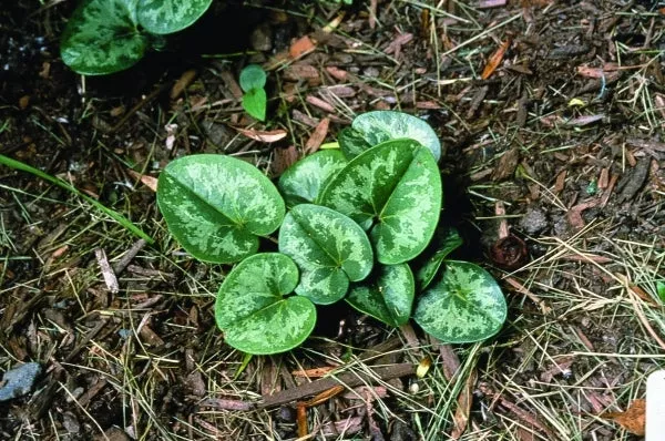 Asarum minus 'Honeysong'