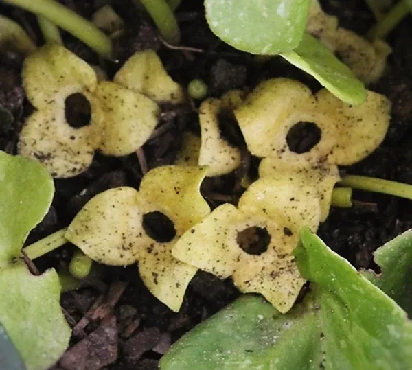Asarum 'Setsu Getsu Ka'