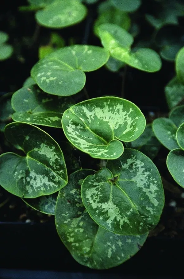 Asarum virginicum var. virginicum 'Silver Splash'