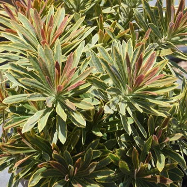 Ascot Rainbow Variegated Spurge