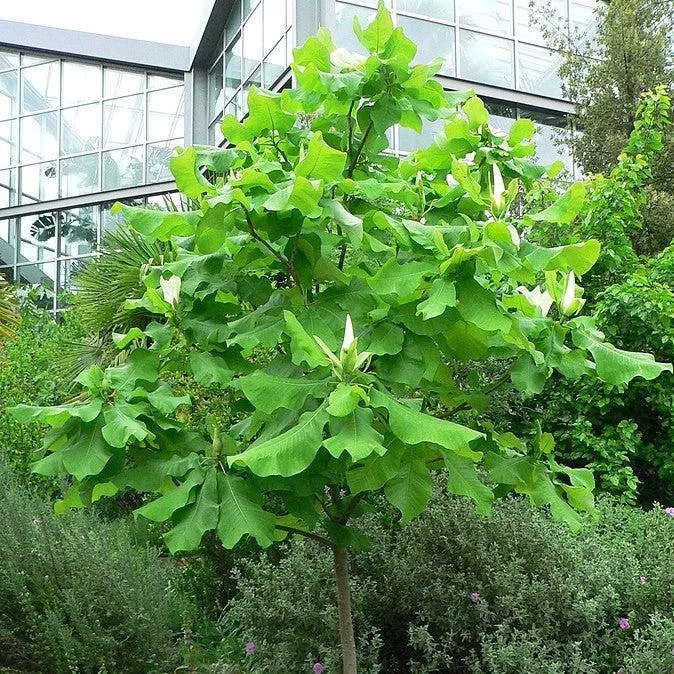 Ashe Magnolia, Bigleaf Magnolia