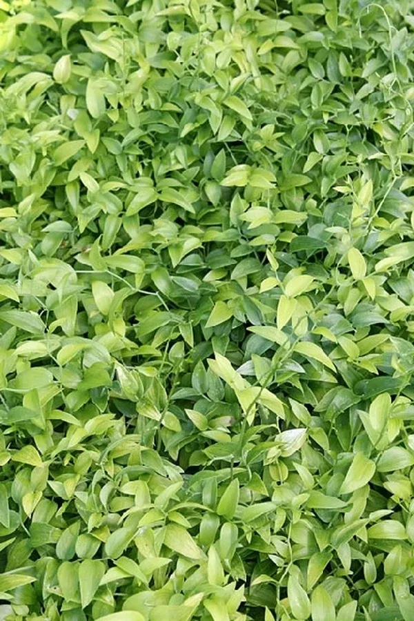 Asparagus asparagoides