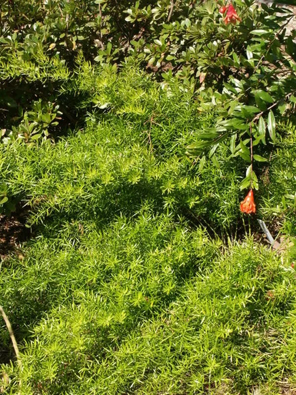 Asparagus densiflorus 'Hardy Sprengeri'