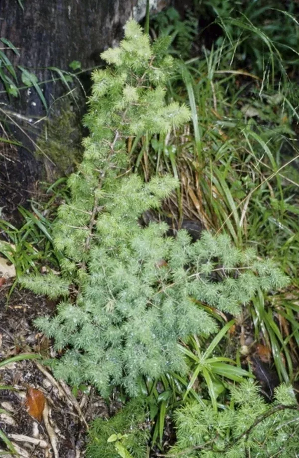 Asparagus retrofactus Glen Avon Form