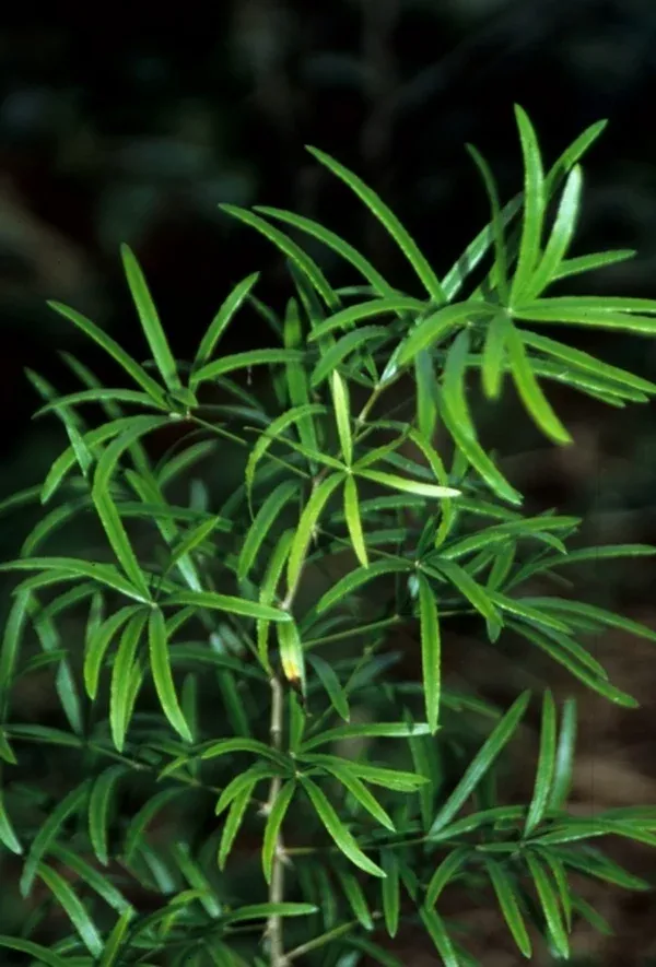 Asparagus volubilis