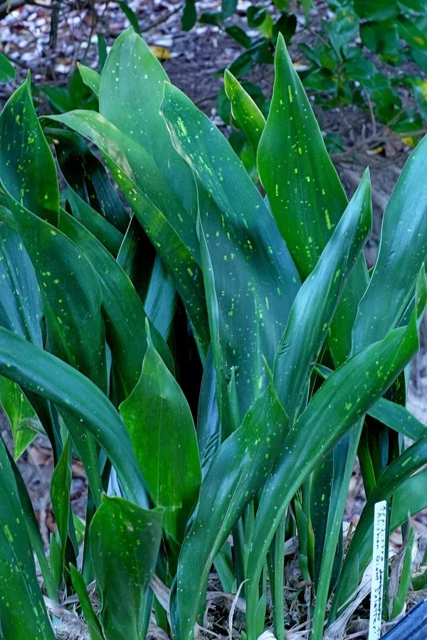 Aspidistra attenuata 'Alishan Giant Splatter'