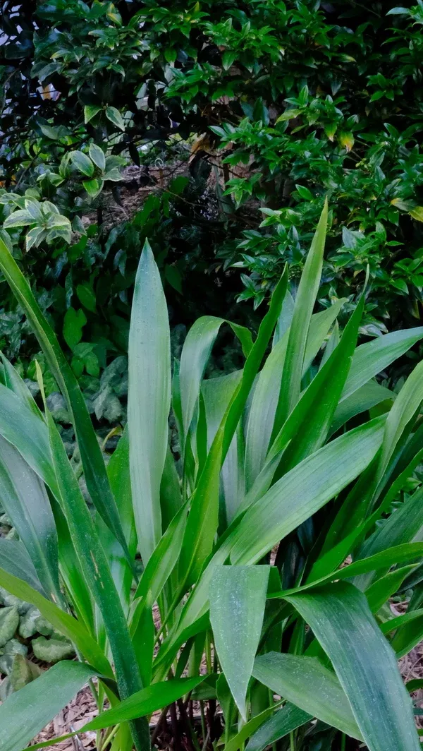 Aspidistra attenuata 'Small n' Smart'