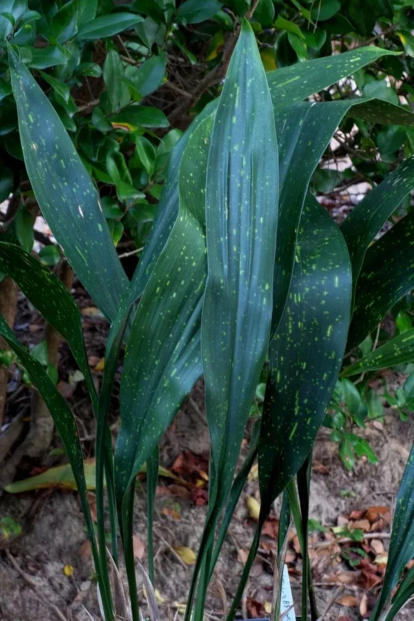 Aspidistra attenuata 'Taiwan Treasure'