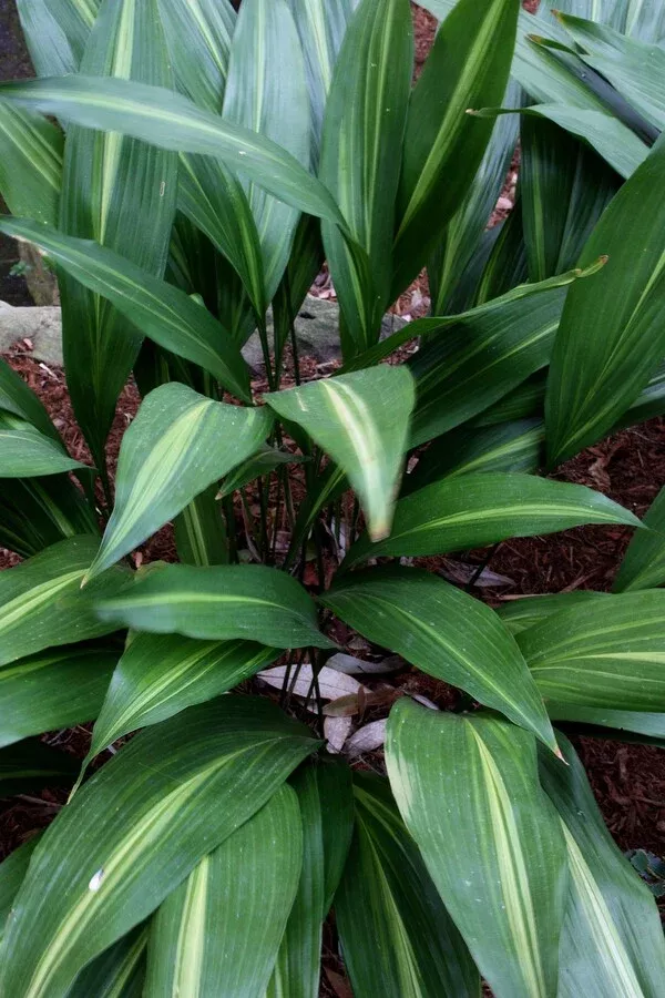 Aspidistra elatior 'Lennon's Song'