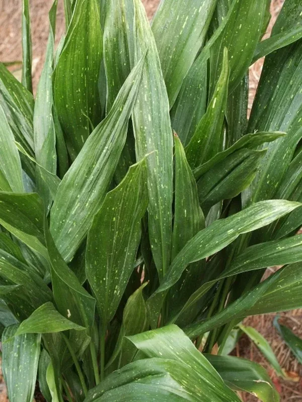Aspidistra elatior 'Sei Ryu Ho'