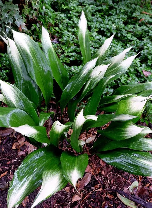 Aspidistra elatior 'Snow Cap'