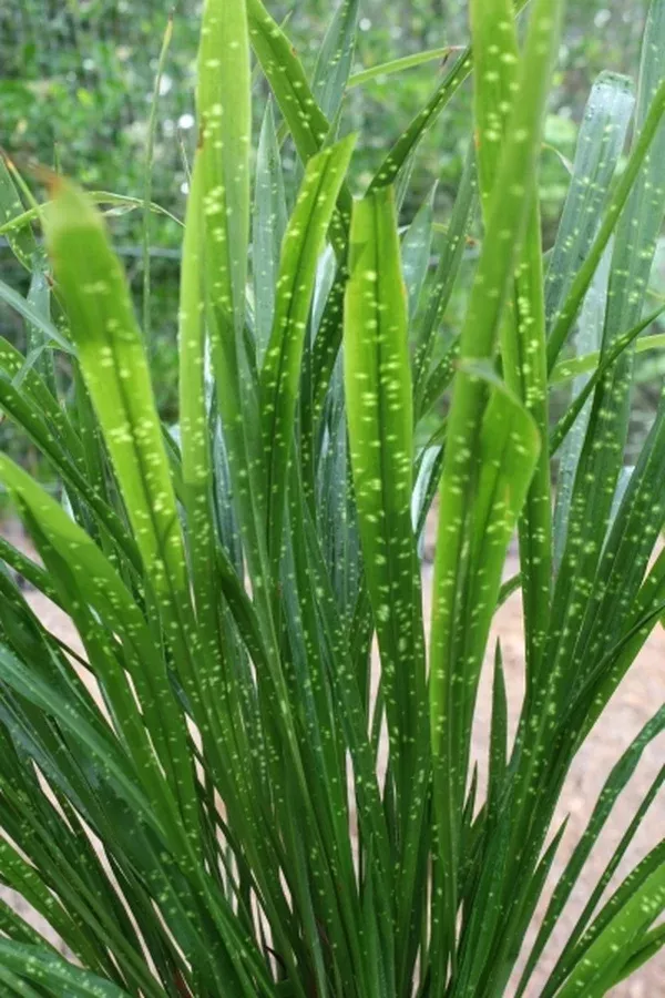 Aspidistra minutiflora 'Spangled Ribbons'