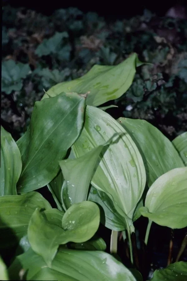 Aspidistra pulchella S135-07