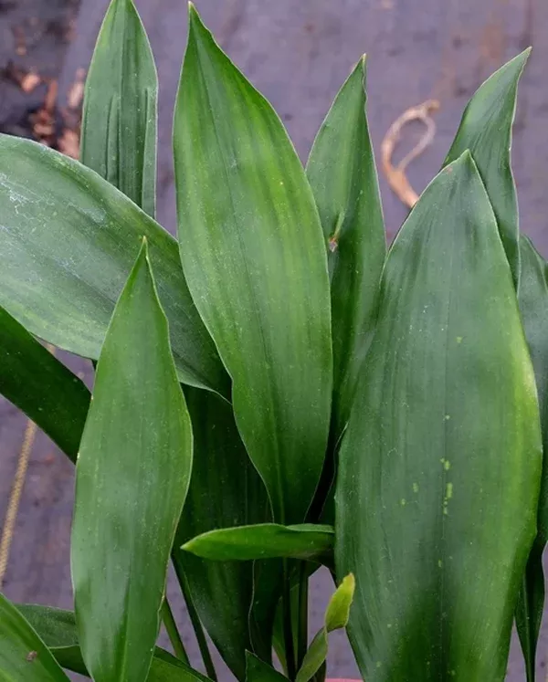 Aspidistra sutepensis 'Doi Inthanon'