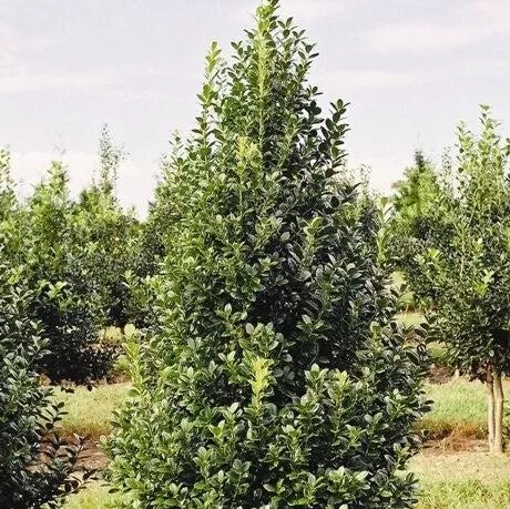 Aspire Holly