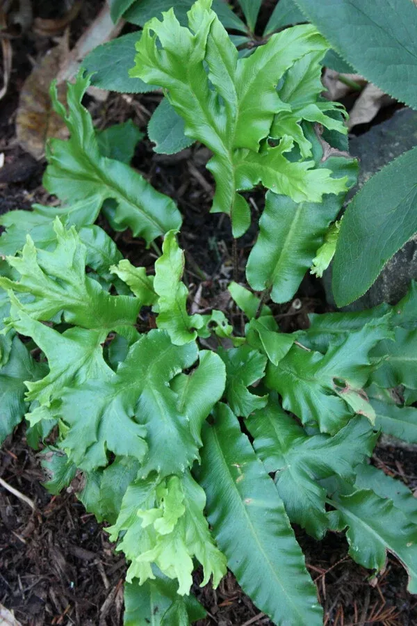 Asplenium scolopendrium 'Furcata'