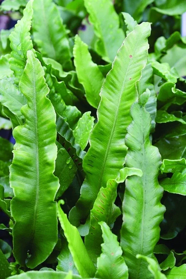 Asplenium scolopendrium 'Undulatum'