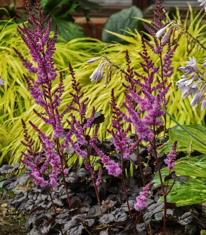 Astilbe `Dark Side Of The Moon`