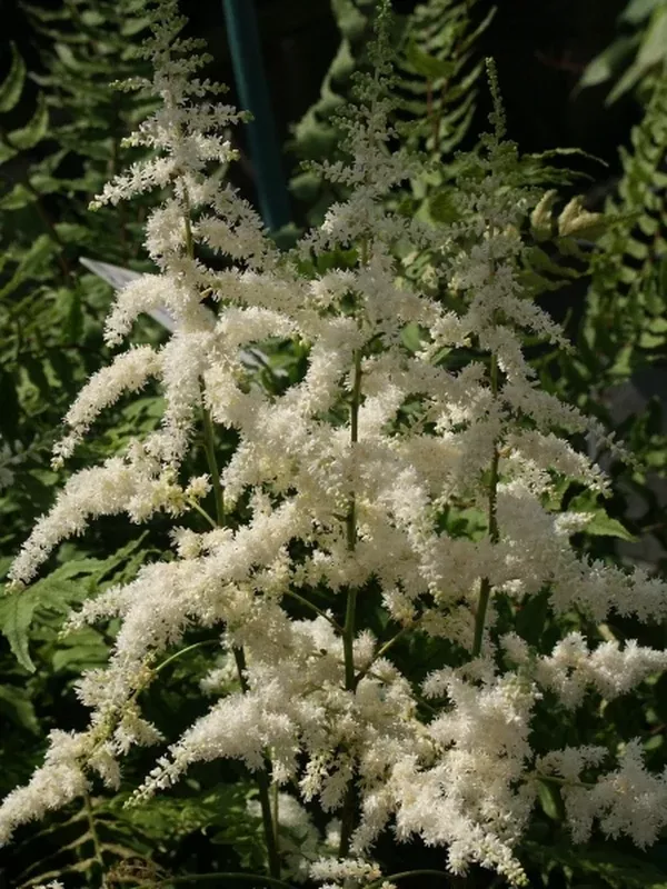 Astilbe 'Ellie'