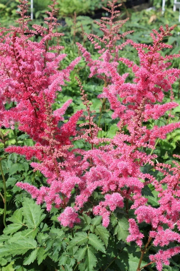 Astilbe 'Mighty Red Quin' PP 24,797