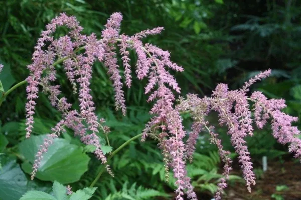 Astilbe 'Straussenfeder'