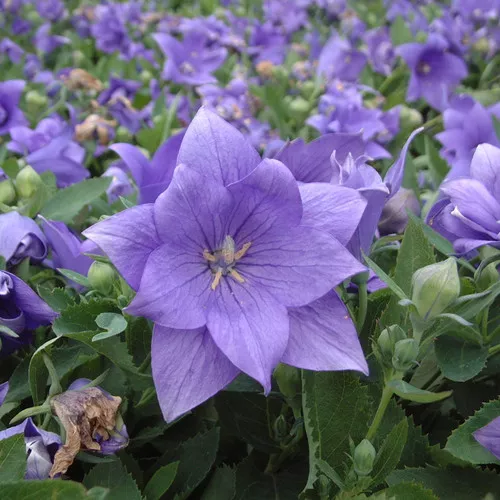 Astra Double Blue Balloon Flower