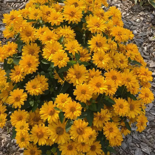 Athena Gold™ False Sunflower