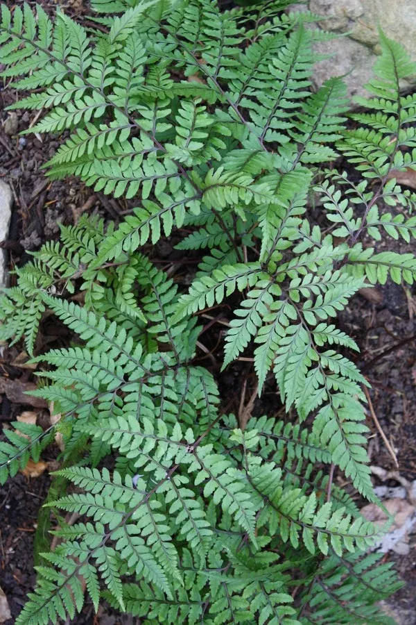 Athyrium otophorum 'Okanum'