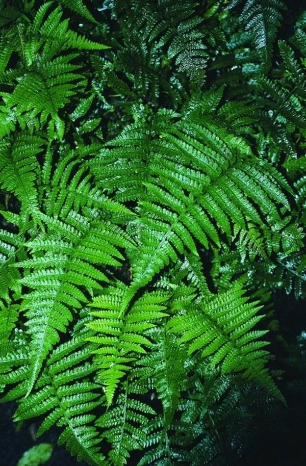 Athyrium petersenii