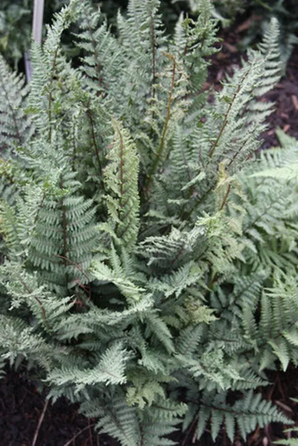 Athyrium 'Ursula's Dwarf'