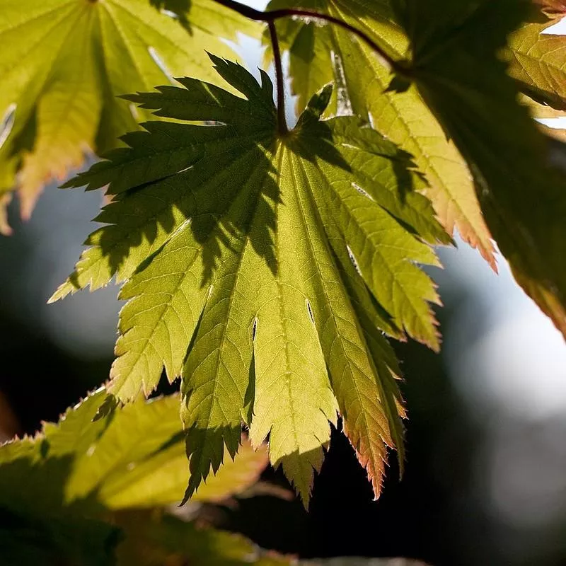 Attaryi Fullmoon Maple