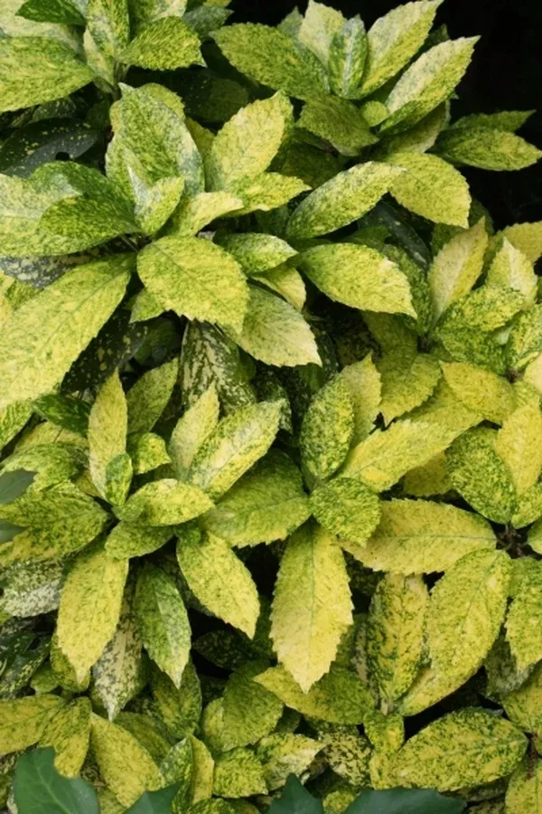 Aucuba japonica 'Mr. Goldstrike'