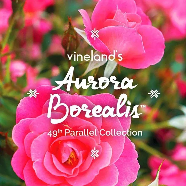 Aurora Borealis 49th Parallel Collection Rose# 2 Container