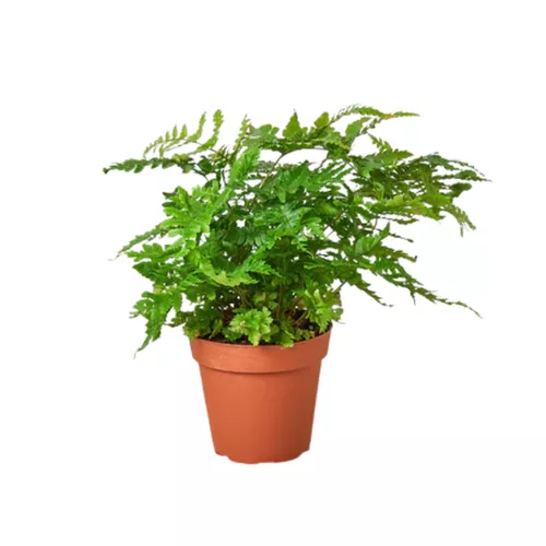 Austral Gem Fern