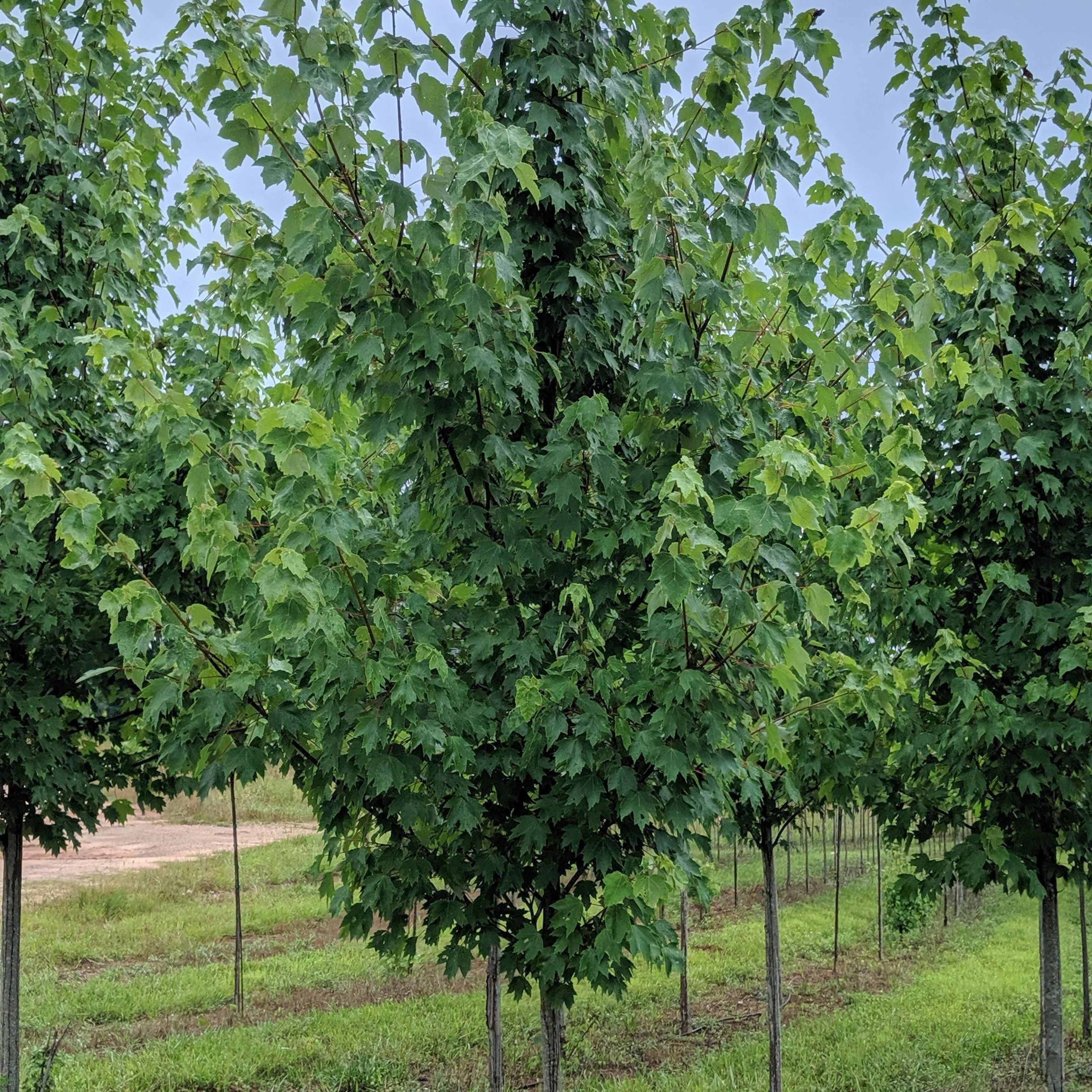 Autumn Blaze Freeman Red Maple
